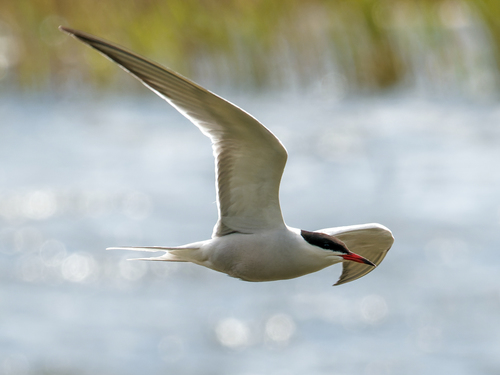 Charrán común (Sterna hirundo)