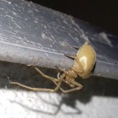 Cheiracanthium