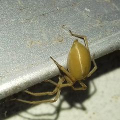 Cheiracanthium