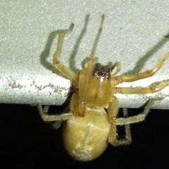 Cheiracanthium
