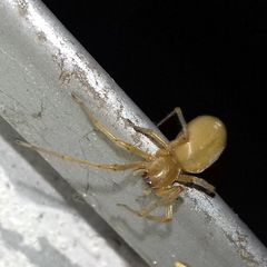 Cheiracanthium
