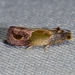 Eumarozia malachitana - Photo (c) Andy Reago & Chrissy McClarren,  זכויות יוצרים חלקיות (CC BY)
