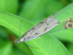 Bactra lancealana