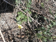 Ranunculus polyrhizos
