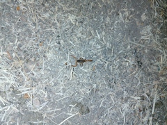 Centruroides ornatus