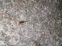 Centruroides ornatus