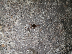 Centruroides ornatus