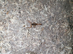 Centruroides ornatus