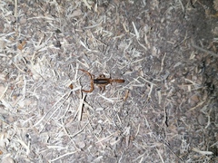 Centruroides ornatus