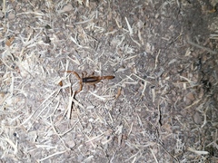 Centruroides ornatus