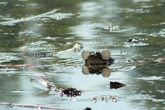 Pelophylax ridibundus