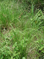 Rhynchospora brownii