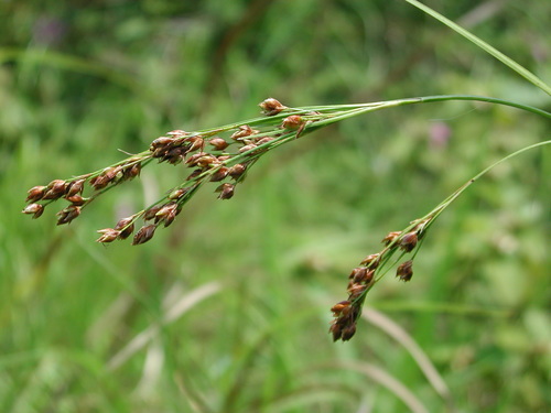 Rhynchospora brownii iNat (1)