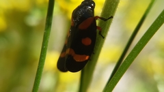 Cercopis intermedia