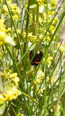 Cercopis intermedia