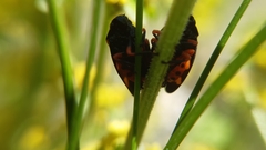 Cercopis intermedia