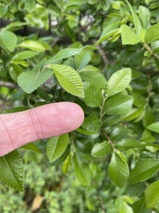 Ulmus parvifolia