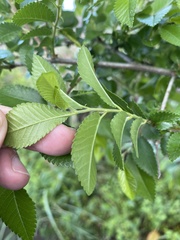 Ulmus parvifolia