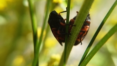 Cercopis intermedia