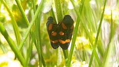 Cercopis intermedia