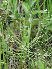 Drosera finlaysoniana