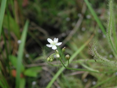 Drosera finlaysoniana