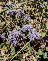 Ceanothus prostratus
