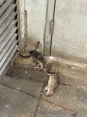 Rattus norvegicus