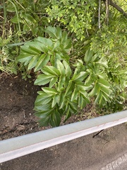Angelica japonica