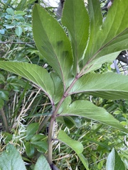 Angelica japonica