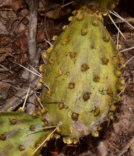 decumbens cactus