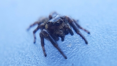 Macaroeris nidicolens