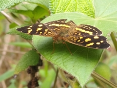 Anthanassa ptolyca ptolyca