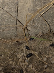 Armadillidium vulgare