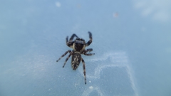 Macaroeris nidicolens