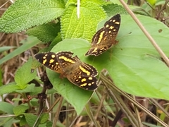 Anthanassa ptolyca ptolyca