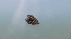 Macaroeris nidicolens