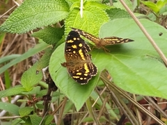 Anthanassa ptolyca ptolyca