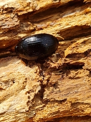 Platydema violacea