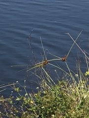 Cyperus ligularis image