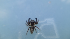 Macaroeris nidicolens