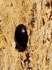 Platydema violacea