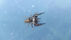 Macaroeris nidicolens