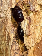 Platydema violacea