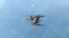 Macaroeris nidicolens