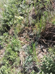 Thalictrum petaloideum