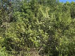 Crataegus chrysocarpa piperi