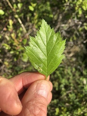 Crataegus chrysocarpa piperi