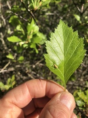 Crataegus chrysocarpa piperi