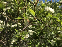 Crataegus chrysocarpa piperi